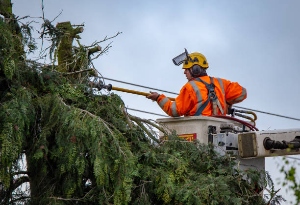 Best Tree Trimming and Pruning  in Farm Loop, AK