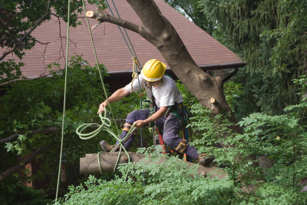 How Our Tree Care Process Works  in  Farm Loop, AK